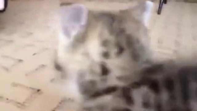 Зажигательная лезгинка смотреть онлайн