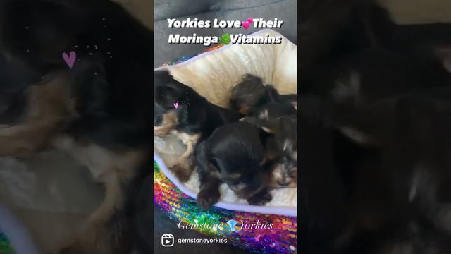 YORKIE PUPPY💕LOVE THEIR MORINGA 🌿VITAMINS смотреть онлайн