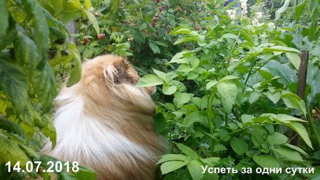14.07.2018. ЧАСТЬ 2. МАЛИНА - ВОТ ЭТО УРОЖАЙ!!! смотреть онлайн
