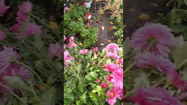 как всегда цветы цветы 🥀🥀🥀 смотреть онлайн