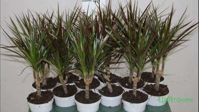 Неприхотливые комнатные растения смотреть онлайн