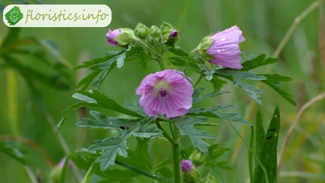 ? Выращивание мальвы из семян: посев мальвы на рассаду и в грунт