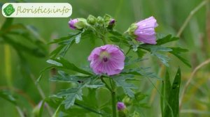 ? Выращивание мальвы из семян: посев мальвы на рассаду и в грунт