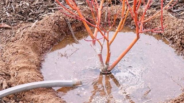 Зачем поливать деревья и кустарники осенью? смотреть онлайн