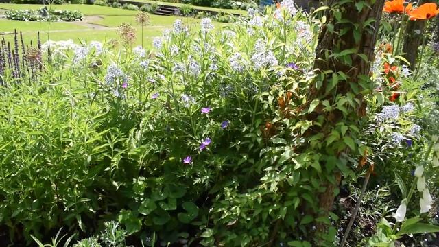 amsonia angustifolia смотреть онлайн
