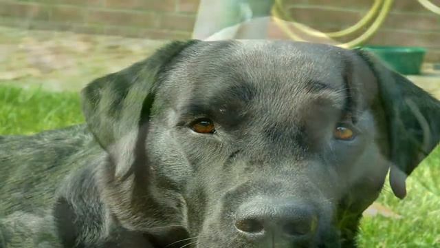 Labrador Retriever Deworming смотреть онлайн