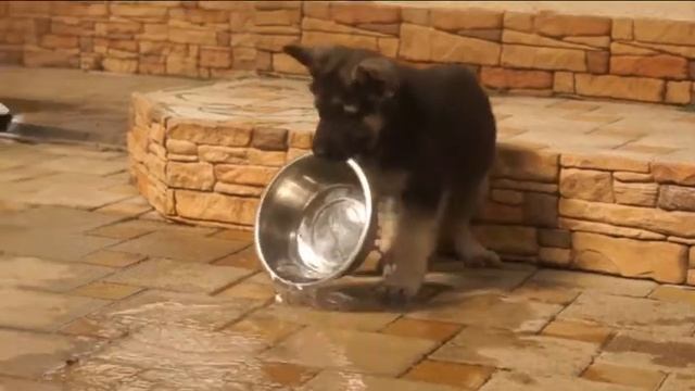 Щенки ВЕО от Вео Юг Багратиона и ГЭ Асманы, п-к "Войско Арагорна" смотреть онлайн