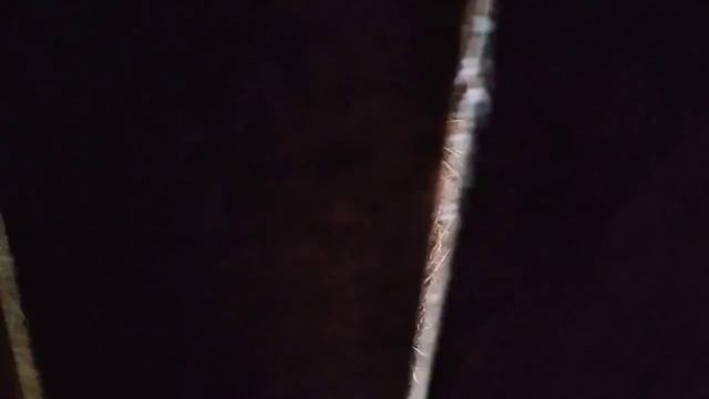 Рассыпали свежие опилки в курятник, Гошка пугает, Гусь шипит! Все смелые, не знаю кого бояться! смотреть онлайн