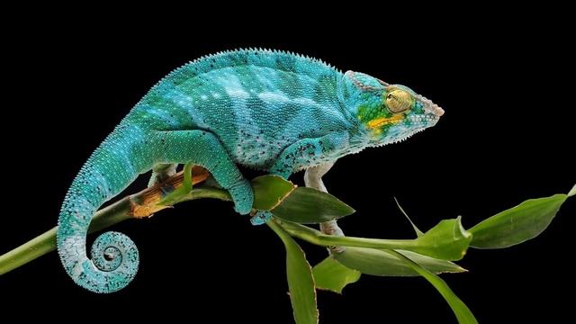 ХАРАКТЕР И ОБРАЗ ЖИЗНИ | ЧЕМ ПИТАЕТСЯ ХАМЕЛЕОН | КАК ХАМЕЛЕОН МЕНЯЕТ ЦВЕТ смотреть онлайн