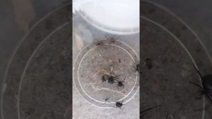 каракурт vs каракурт vs  каракурт vs каракурт vs agelena labyrinthica vs  домовой паук