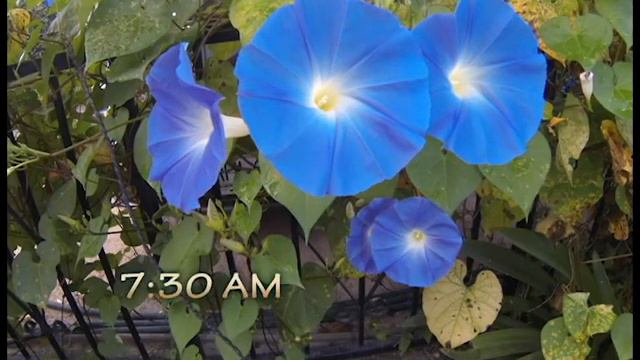 Morning Glory (Gloria De La Mañana)