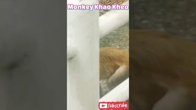 Обезьянка ест острый соус. Khao Kheow Pattaya. #shorts смотреть онлайн