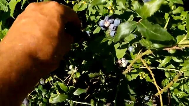 Blueberry Varieties (Northland, Pioneer, Hortblue Petite, Bluecrop, All Are Vaccinium Corymbosum)