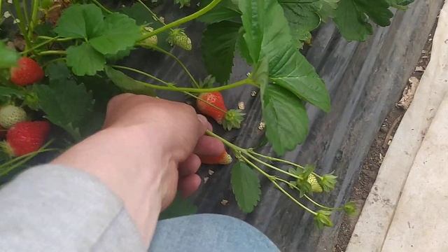 Клубника сорта Прими, ультроранний сорт. смотреть онлайн