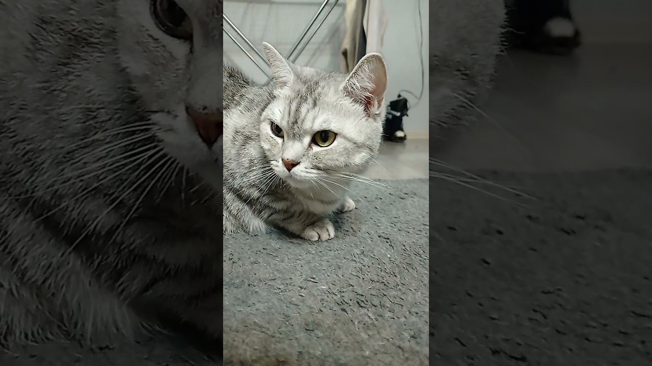 Создай своего котика! #Shorts смотреть онлайн