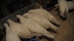 ЛЕГГОРН белый СТАНДАРТ обзор МОЁ ВПЕЧАТЛЕНИЕ