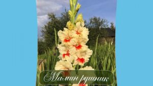 Гладиолусы Российской селекции