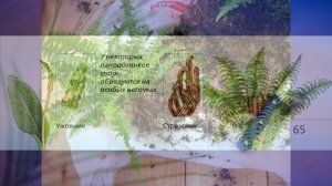 "Отдел Папоротниковидные", Биология 7 класс, Сивоглазов