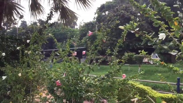 Hibiscus, Gudhal Flower (Pink) #pinkhibiscus #pinkflowers #hibiscus #hibiscusplant смотреть онлайн