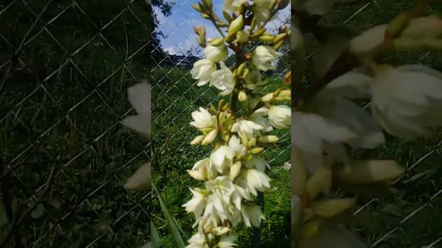 Як виглядає квітка юка смотреть онлайн