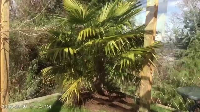 Unwrapping Windmill Palms Trachycarpus fortunei after the winter on Vancouver Island Zone 8b смотреть онлайн