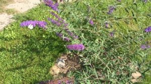 Буддлея Давида на ножке. Загородная жизнь,