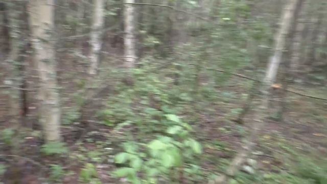 ГРИБЫ ПОДОСИНОВИКИ! Поход в лес по ГРИБЫ! смотреть онлайн