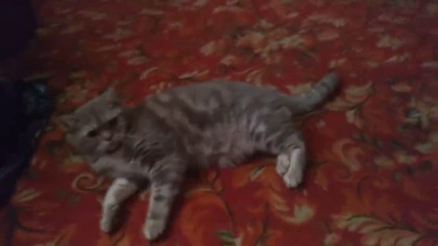 Кот говорит на Х. я полез. Смешно до слёз