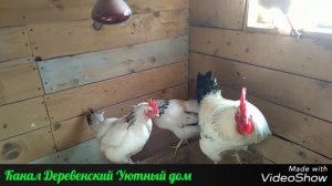 Порода кур Адлерская серебристая. Плюсы и минусы этой породы.