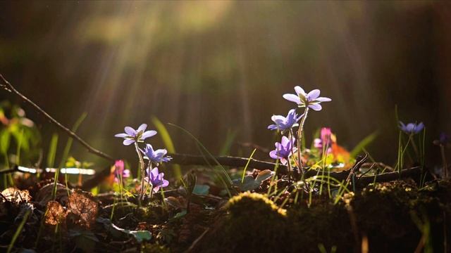 Невероятное Пение Соловья, Успокоит Нервную Систему, Релакс для души, Медитация, Лес, Природа смотреть онлайн