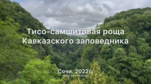 Тисо-Самшитовая роща