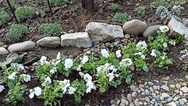 Цветник в марте. Крокусы, примула, виола, цикломен. смотреть онлайн