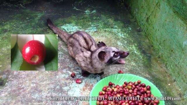 Кофейное извращение. Какашечные гурманы. Правда о Копи Лювак смотреть онлайн
