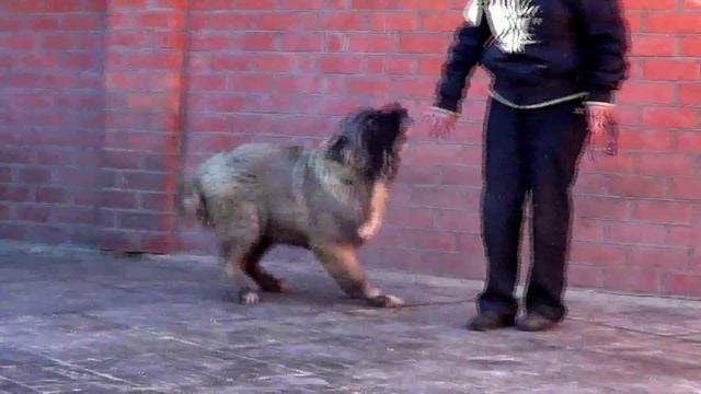 ЩЕНОК КАВКАЗСКОЙ ОВЧАРКИ 6 МЕС. ДЕВОЧКА www.r-risk.ru +7 9262205603 ТАТЬЯНА ЯГОДКИНА смотреть онлайн