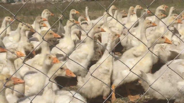 Загон для выгула гусей.Результат витамина Ганасупервит 5+! смотреть онлайн