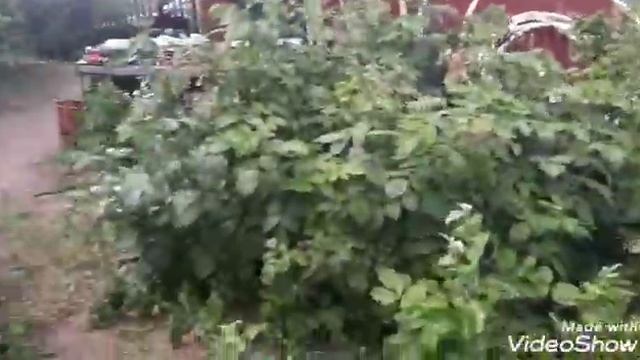 Что делать на даче, если скучно/ Дико Шоу смотреть онлайн