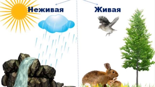Неживая и живая природа смотреть онлайн
