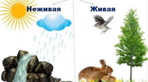 Неживая и живая природа
