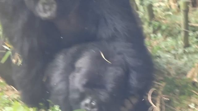 Mountain Gorillas Mating  #Rwanda