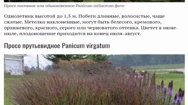 Паникум или декоративное просо Выращивание из семян Размножение