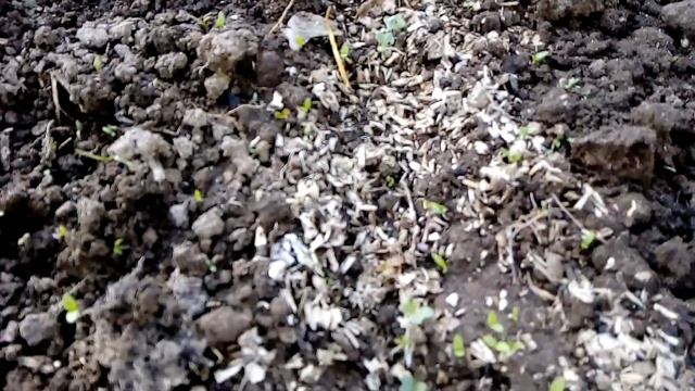 Сколько взошло семян капусты разных сортов, спустя 2 - 3 недели с посадки смотреть онлайн