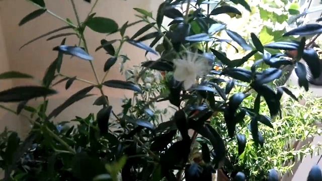 МИРТ зацвёл, агротехника выращивания. смотреть онлайн