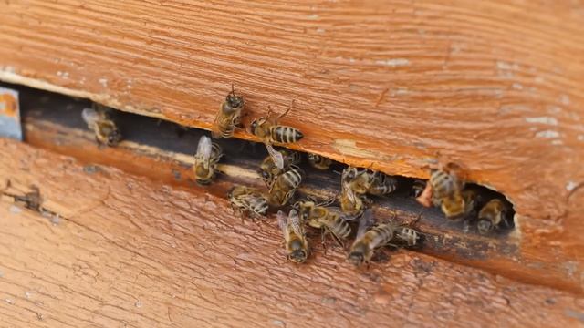 Вот Что Будет, Если Скрестить Носорога и Зебру! Уникальные Гибриды Животных смотреть онлайн