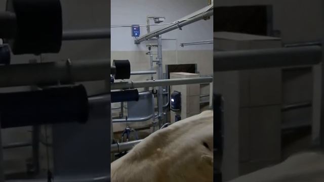 Камеры EYE-D в доильном зале смотреть онлайн