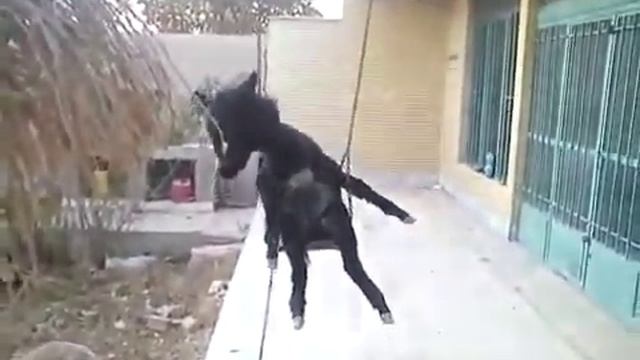 Ишак качается на качели и падает, одинокий среди баран смотреть онлайн