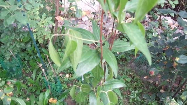 почему увядают лианы клематиса.