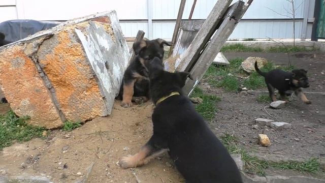 Толстолапое счастье! Щенки Немецкой Овчарки 1.5 мес. от Бурана и Айзы. Одесса. Украина. смотреть онлайн