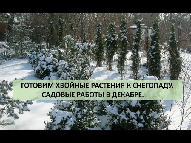 Подготовка хвойных растений к снегопаду. Садовые работы в декабре. смотреть онлайн