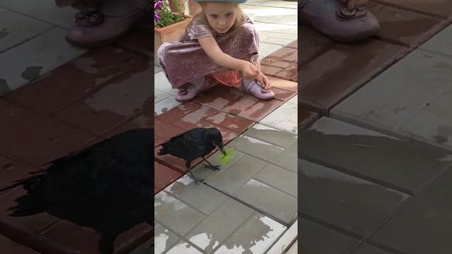 домашний Грач. смотреть онлайн