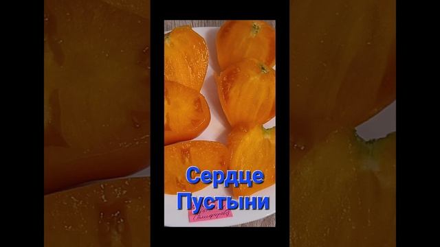 Замечательнейшие сора В.Г. Алифирова сезона 2023г. ( Продаю семена томатов)